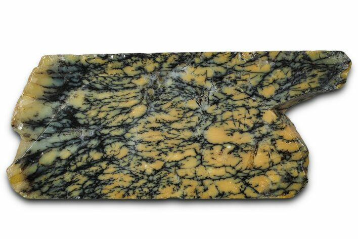 Polished Dendritic Opal Section - Western Australia #353279